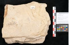 Foto (Objekt + Etikett) von Myrica lignitum Unger (NHMW-GEO-2024-0188-4006)